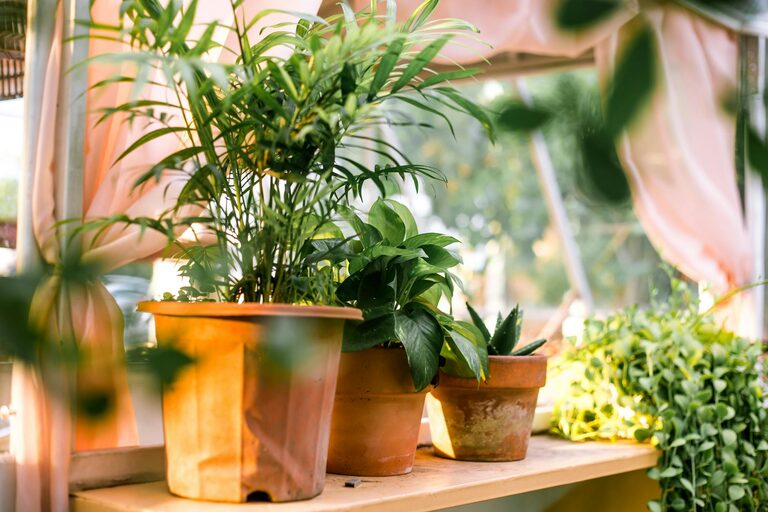 Consejos prácticos para mantener plantas de interior saludables y hermosas